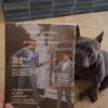 Brainrot Zine Issue 4. Corrupt Edition